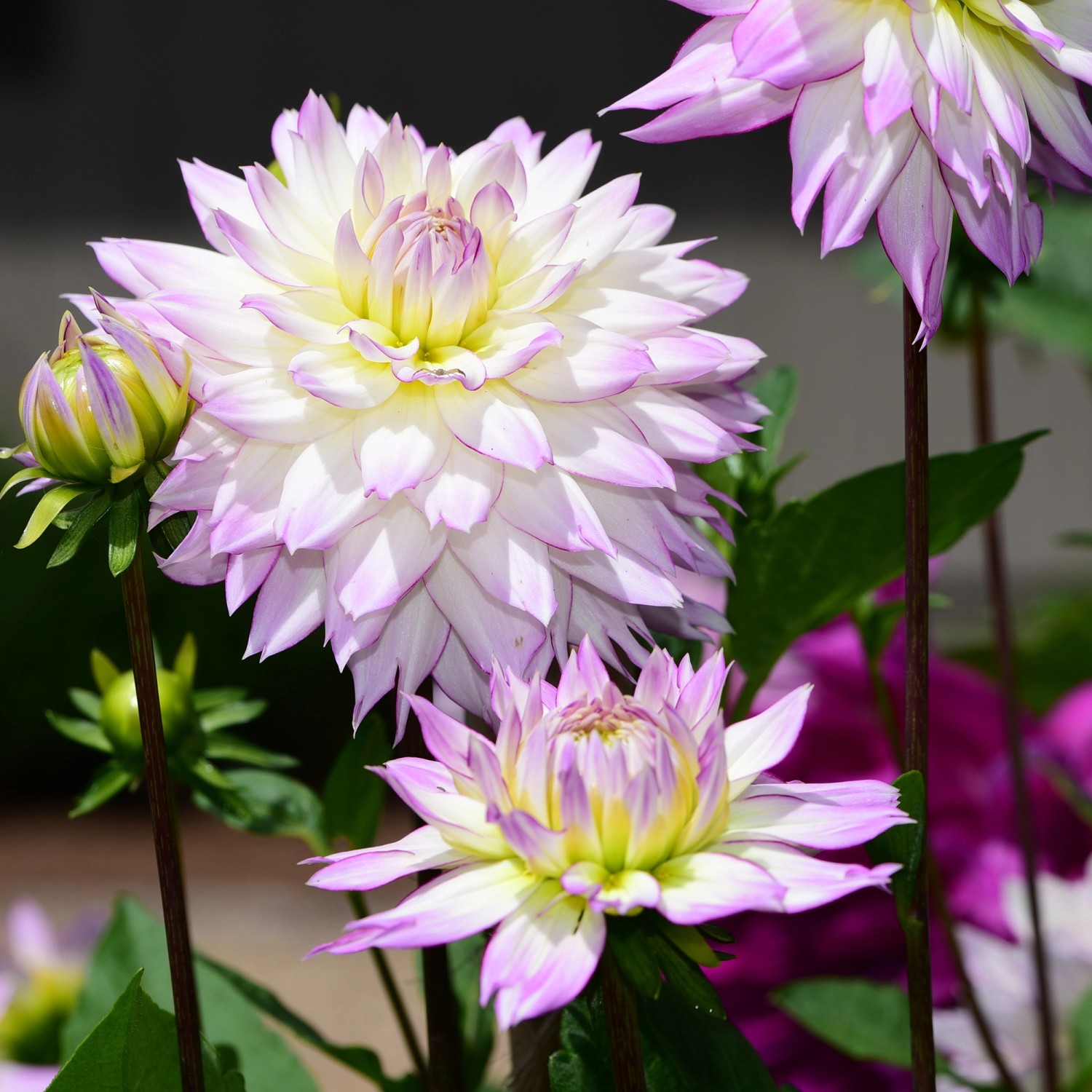 Dahlien decorativ "Crazy Love" 1 Stück kaufen bei OBI