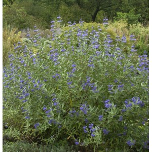 Blühende Bartblume 'Heavenly Blue' (Caryopteris clandonensis) im Garten.