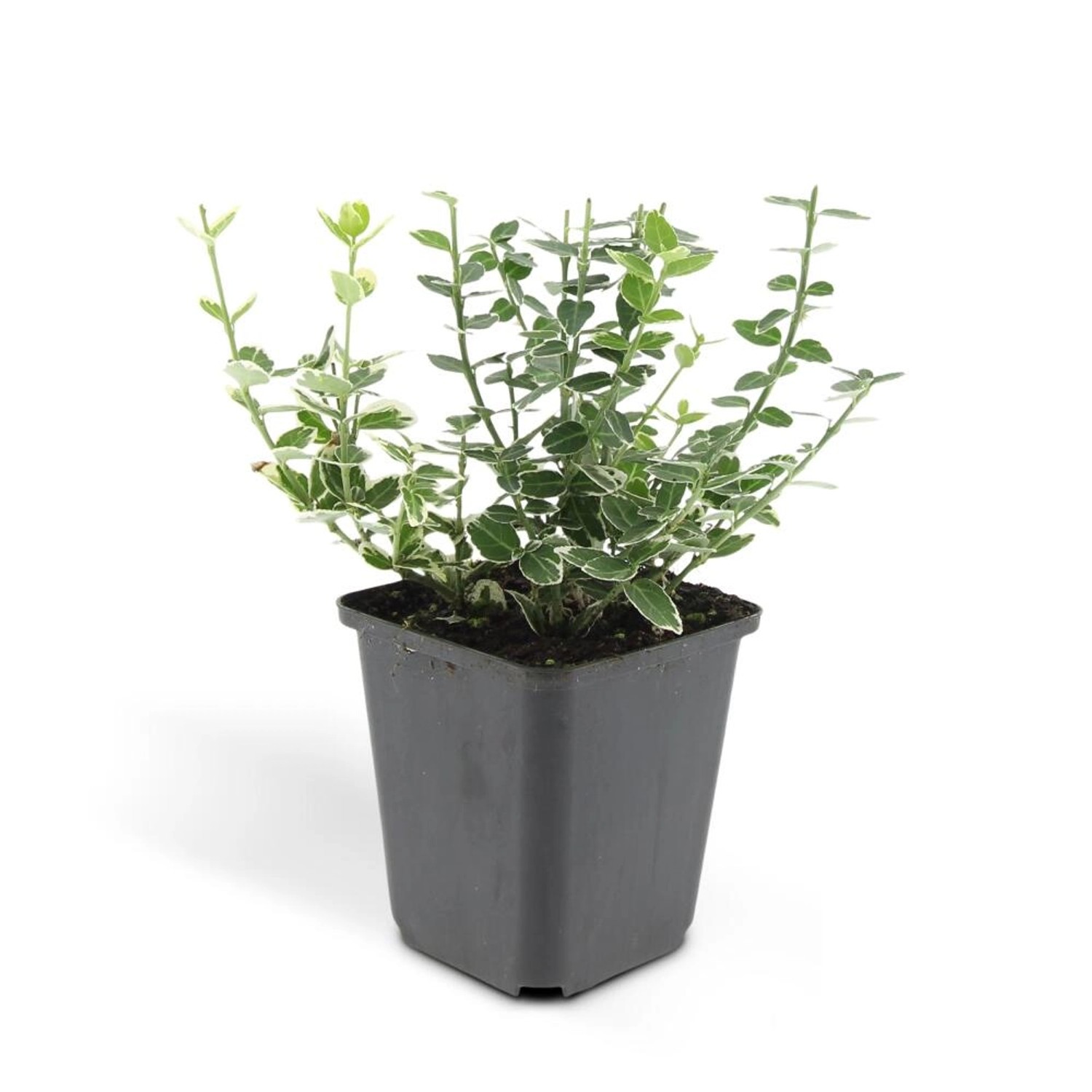 Exotenherz Bodendecker Kriechspindel Euonymus Fortunei Emerald Gaiety 9cm Topf Set mit 12 Pflanzen