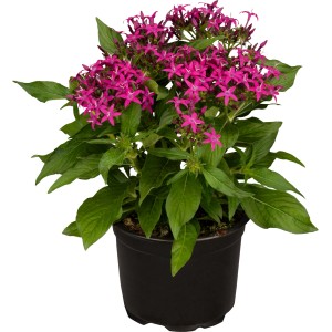 Fünfzahlstrauch (Pentas lanceolata) im Topf, leuchtend pinke Blüten und grüne Blätter. Stehpflanze für Kübel.