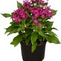 Fünfzahlstrauch (Pentas lanceolata) im Topf, leuchtend pinke Blüten und grüne Blätter. Stehpflanze für Kübel.