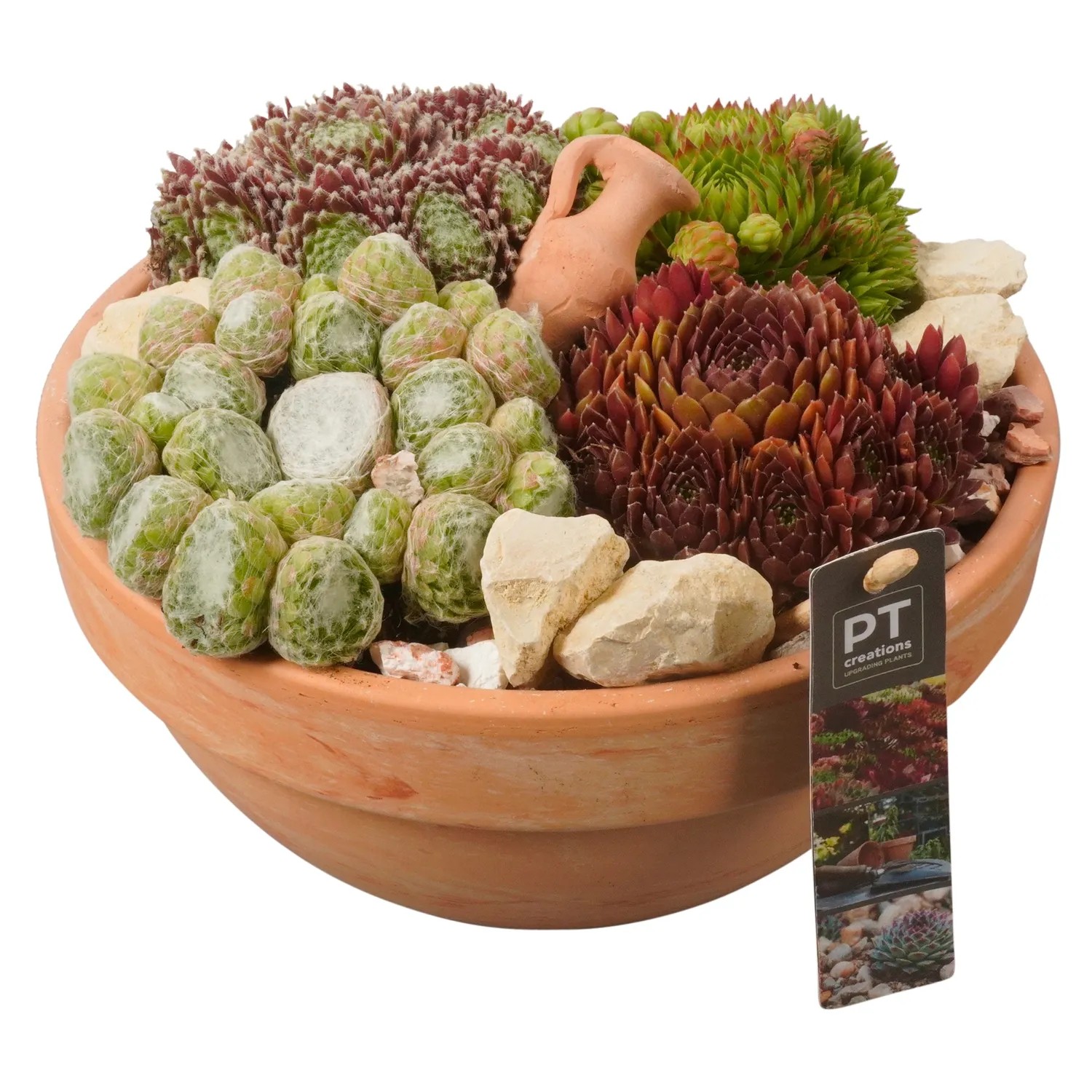 Hauswurz Sempervivum Topf  24 cm bepflanzte Schale pflegeleichte  Balkonpflanze kaufen bei OBI