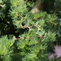 Detailaufnahme der Japanischen Korkenzieher-Lärche Diana (Larix kaempferi) mit grünen Nadeln und Ästen.