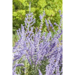 Blauraute 'Little Spire' (Perovskia Atriplicifolia) mit blau-violetten Blüten.