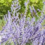 Blauraute 'Little Spire' (Perovskia Atriplicifolia) mit blau-violetten Blüten.