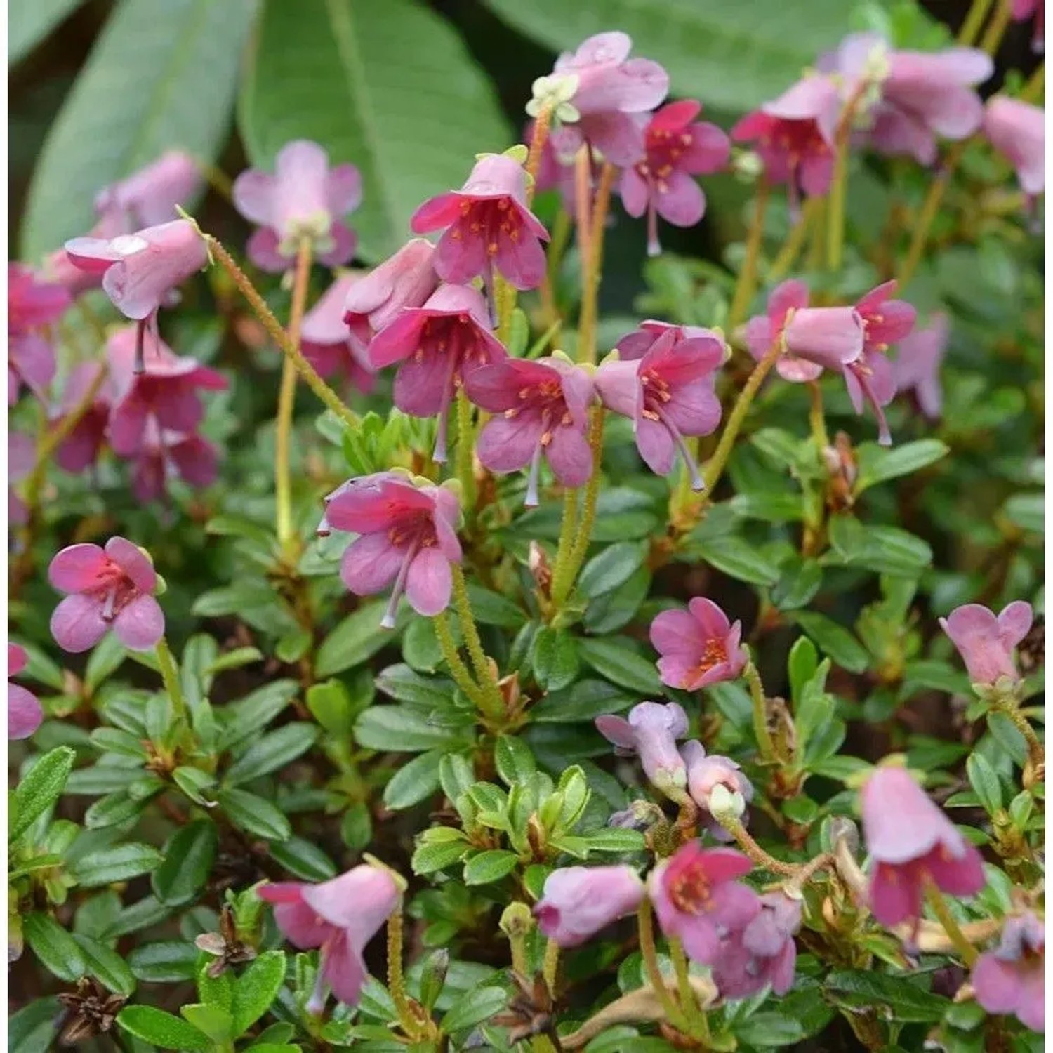Wildform Rhododendron 10-15cm - Rhododendron campylogynum