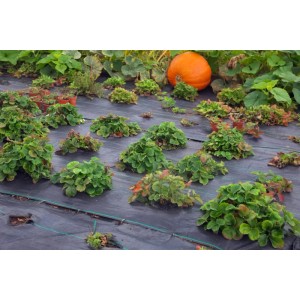 Schwarze Aquagart Unkrautfolie (100g, 1m breit) im Garten mit Pflanzen und Kürbis.