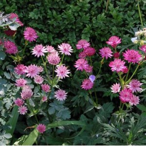 Rosa Sterndolde 'Roma' (Astrantia major) im Gartenbeet mit grünen Blättern.