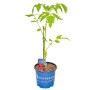 Kiepenkerl Tomate Corazon F1 im Topf, hellrote Ochsenherztomate mit grünen Blättern.