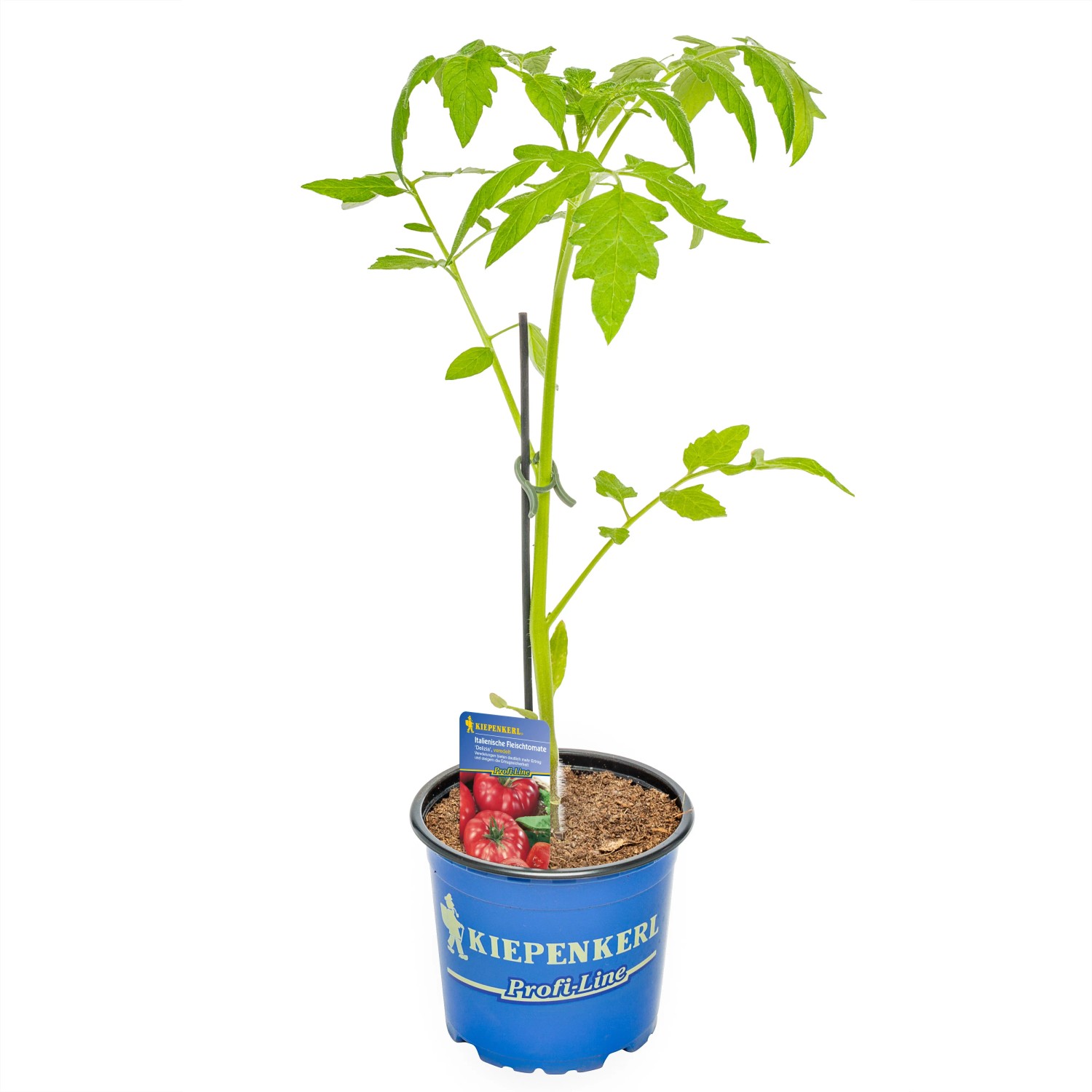 Kiepenkerl Tomate Corazon F1 im Topf, hellrote Ochsenherztomate mit grünen Blättern.