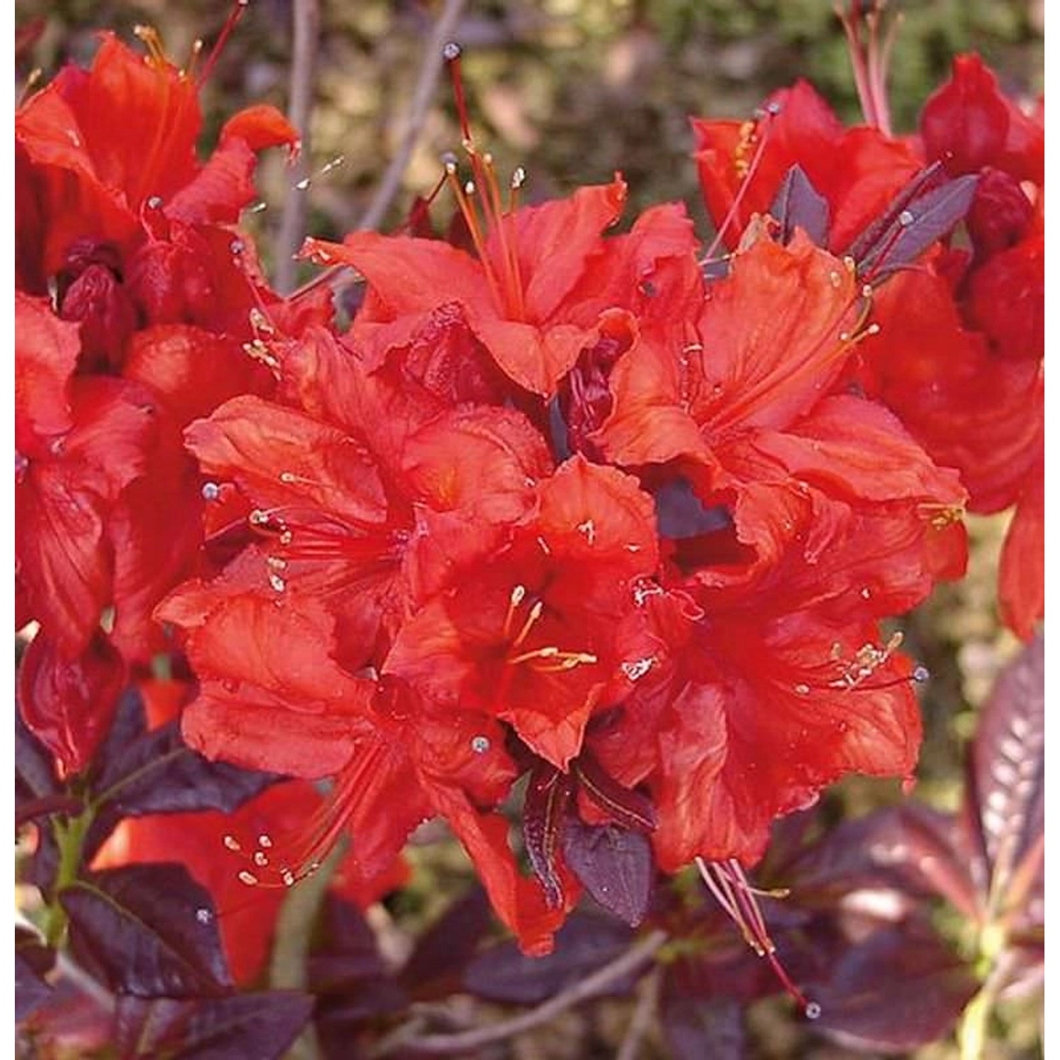 Hochstamm Azalee Royal Command 60-80cm - Rhododendron luteum - Alpenrose günstig online kaufen