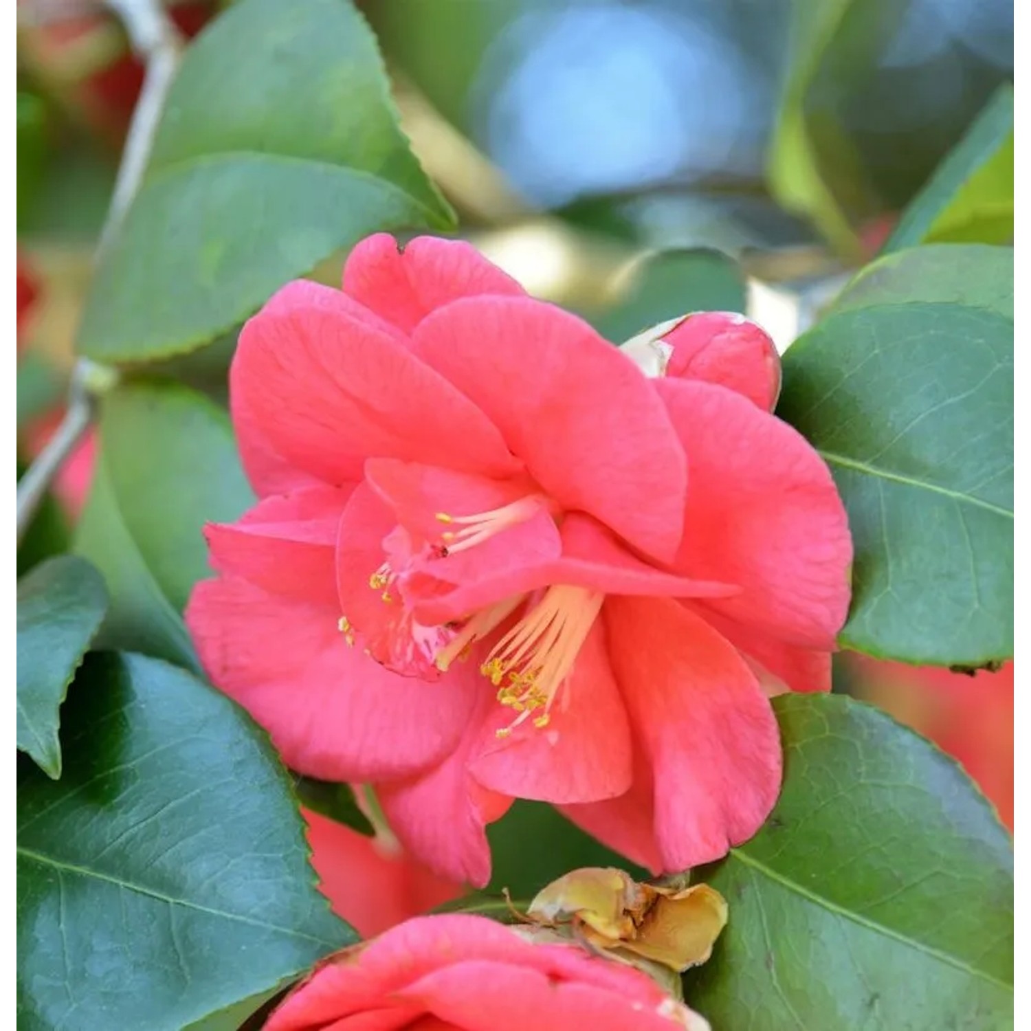 Hochstamm Kamelie Mary Williams 80-100cm - Camellia japonica