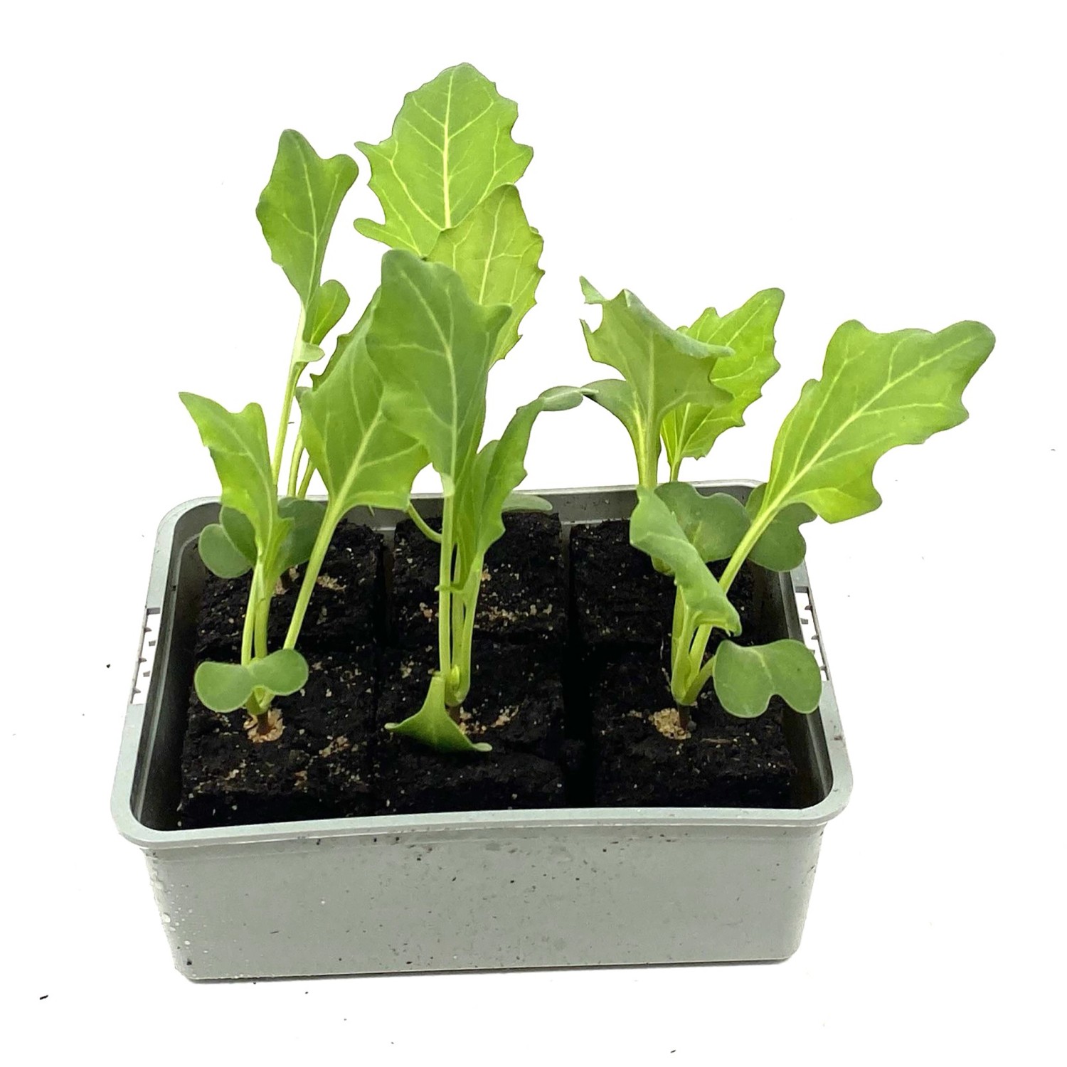Rosenkohl 6er Schale Brassica oleracea gemmifera kaufen bei OBI
