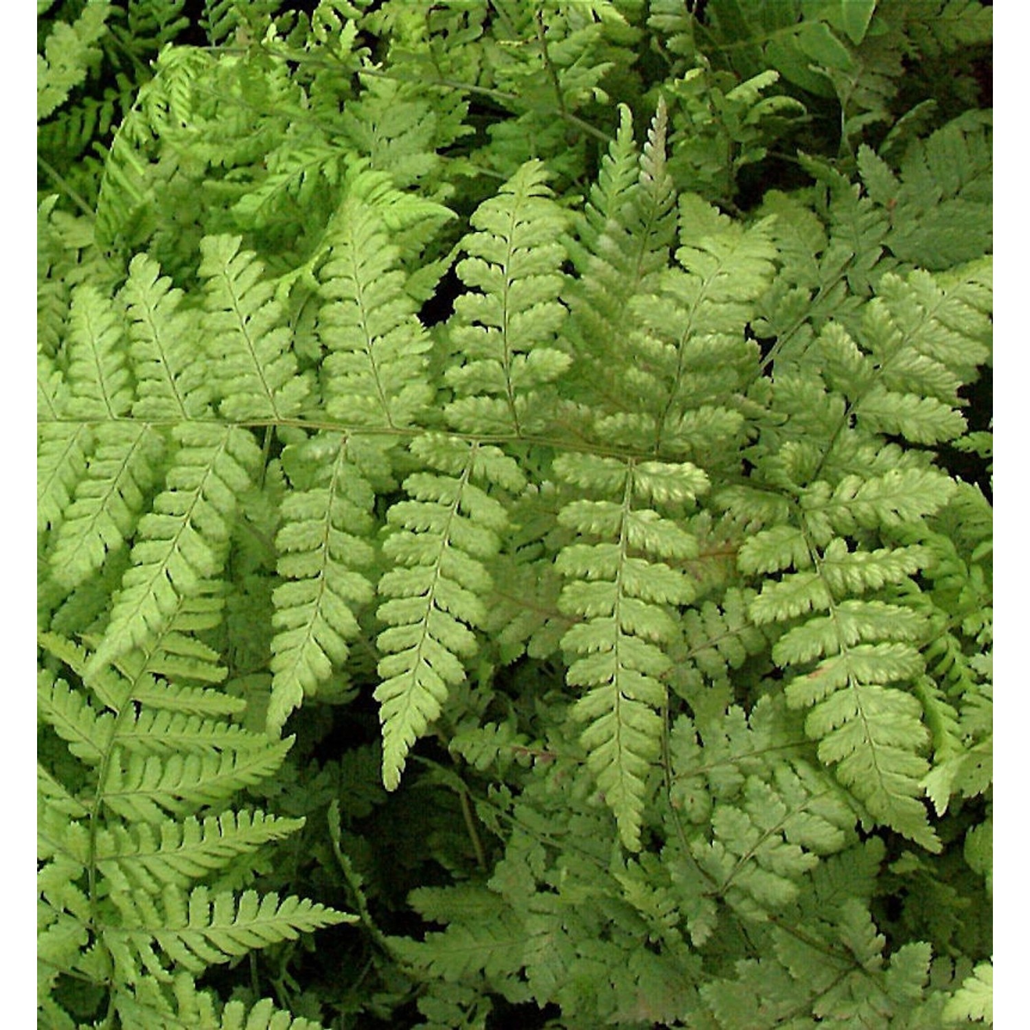 Breitwedel-Dornfarn - Dryopteris austriaca günstig online kaufen