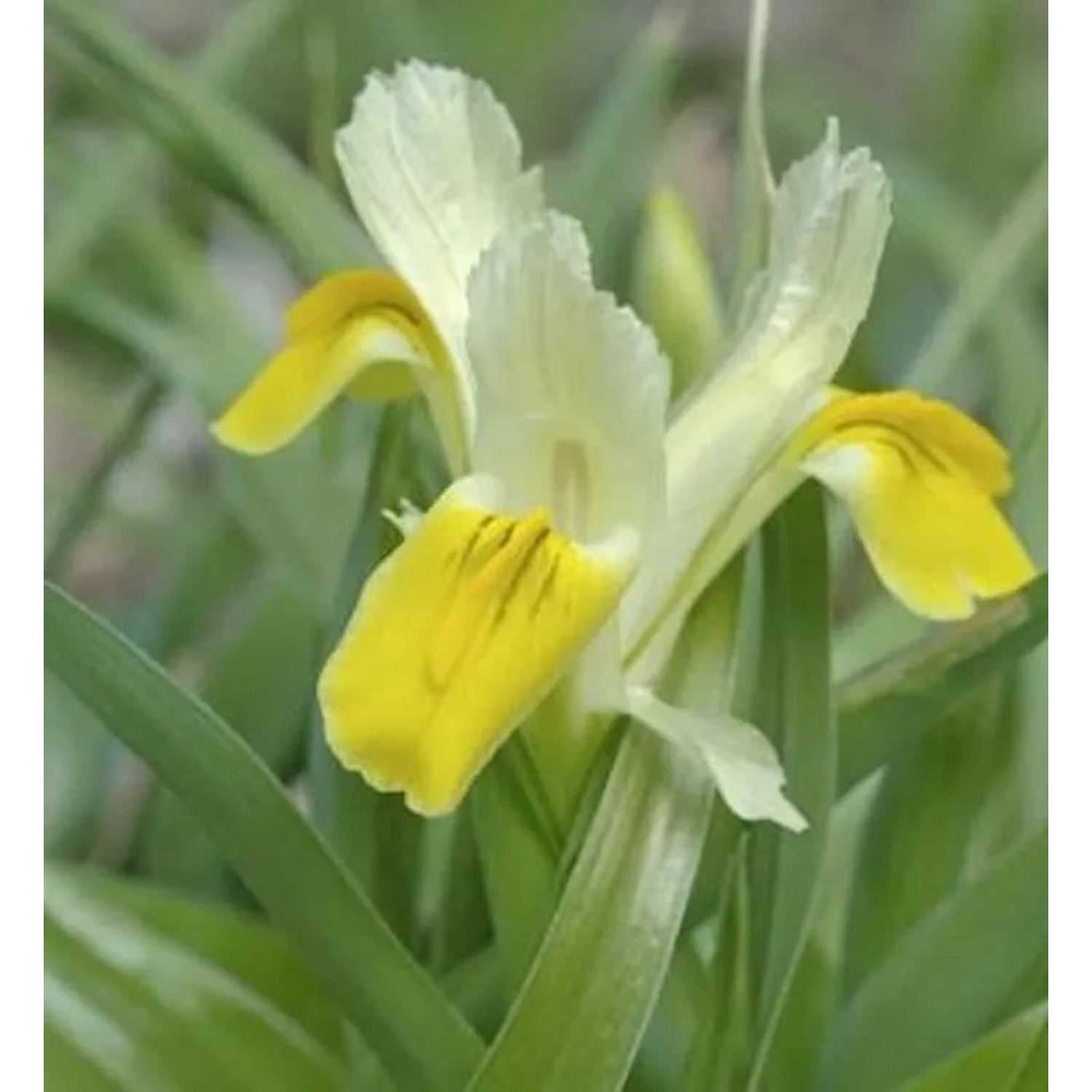 Geweih Schwertlilie - Iris bucharica