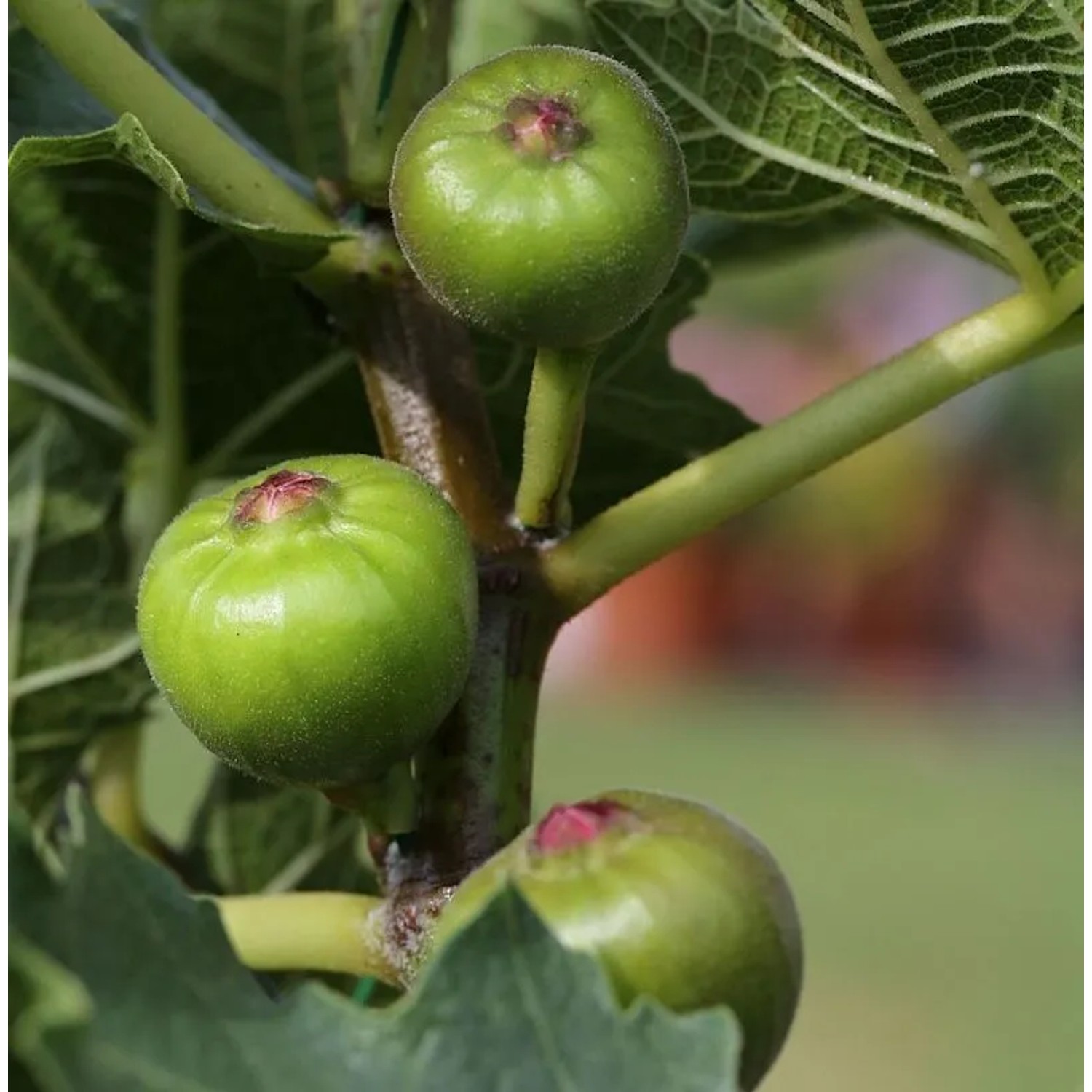 Feigenbaum Ice Crystal 80-100cm - Ficus carica