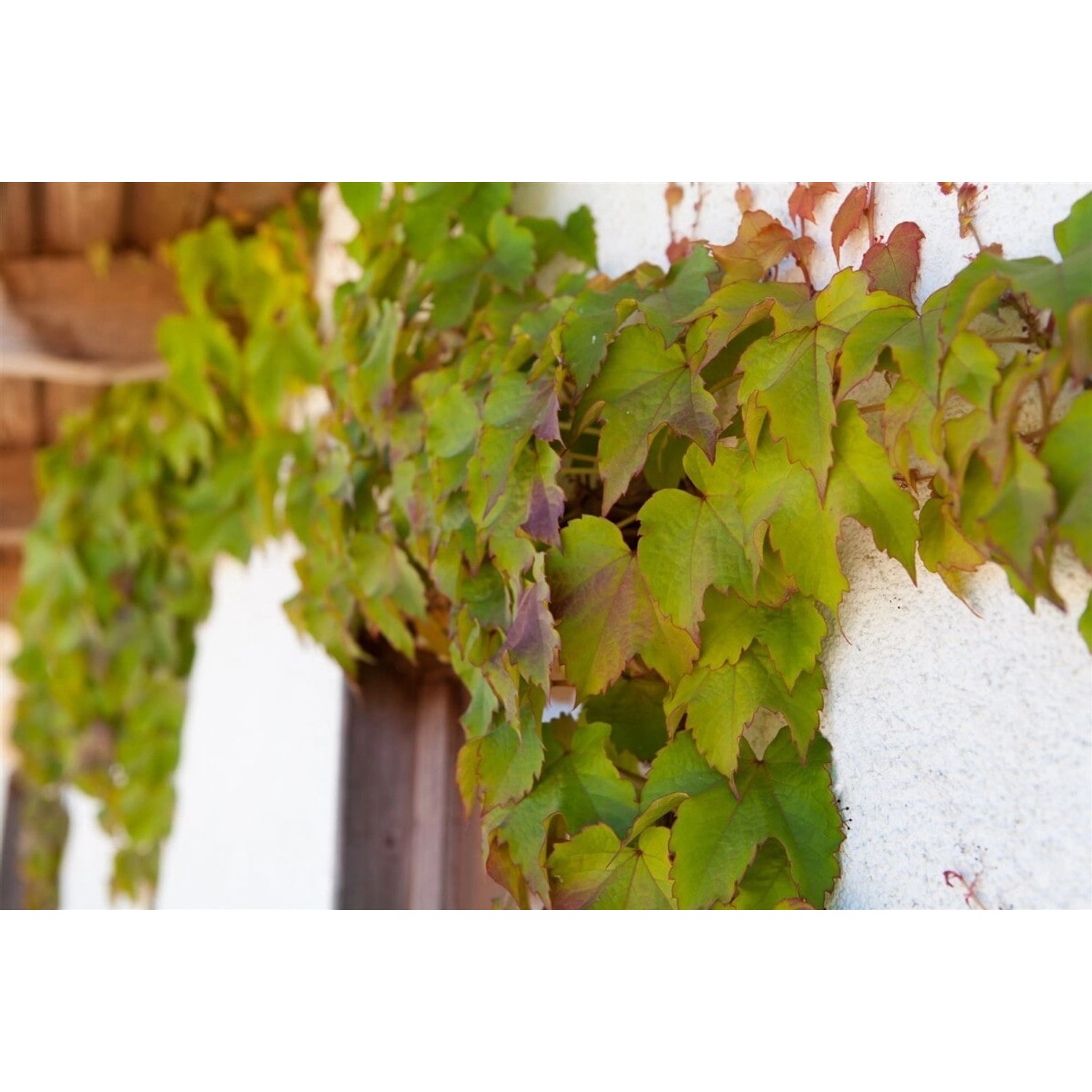 Wilder Wein 'Veitchii' (Parthenocissus tricuspidata) begrünt eine Fassade. Kletterpflanze mit grünen Blättern.