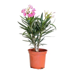 Rosa-weißer Oleander im Topf, ca. 40 cm hoch. Blühende Kübelpflanze mit grünen Blättern.