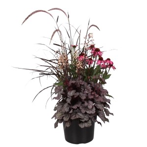 Stauden-Mix Tripple Beauty im Topf (Ø 26cm): Buntes Arrangement für Balkon & Terrasse.