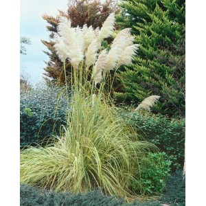 Pampasgras Esperanta im 3-5 Liter Container mit silbrig-weißen Blütenständen im Garten.