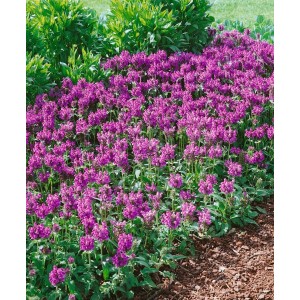 Foto einer blühenden, pinken Großblütigen Braunelle (Prunella grandiflora) im Garten.