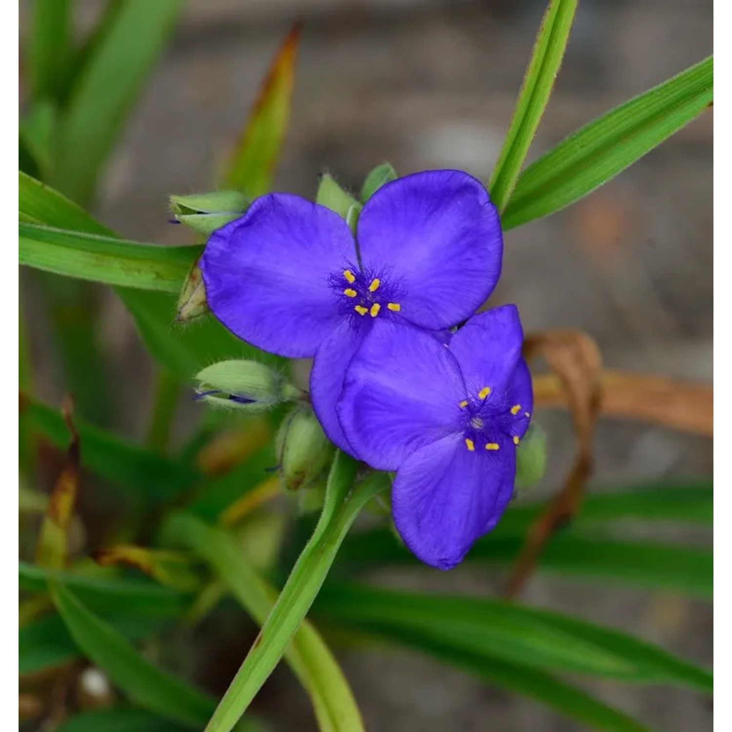 Dreimasterblumen Blue Stone - Tradescantia andersoniana