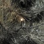 Konstsmide Micro LED Lichterkette, 500 warm-weiße Dioden, schwarzes Kabel, für Außen.