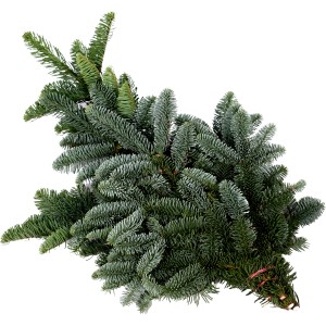 Bund Edeltannenzweige (Nobilis) für Adventsschmuck und Weihnachtsdeko.