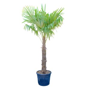 Hanfpalme (Trachycarpus fortunei) im Topf, ca. 250 cm hoch. Ideal für Garten & Terrasse.