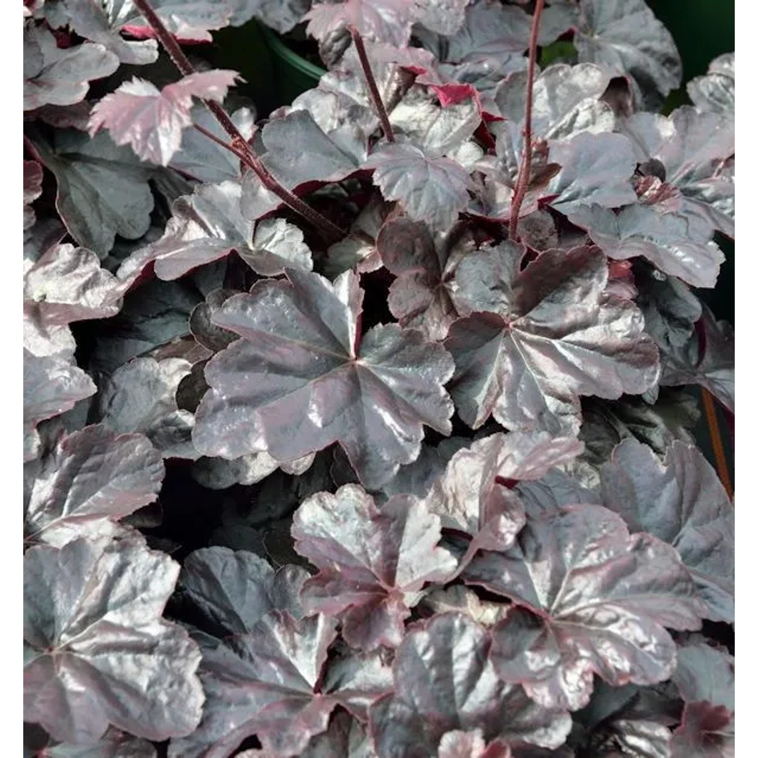 Silberglöckchen Obsidian - Heuchera cultorum