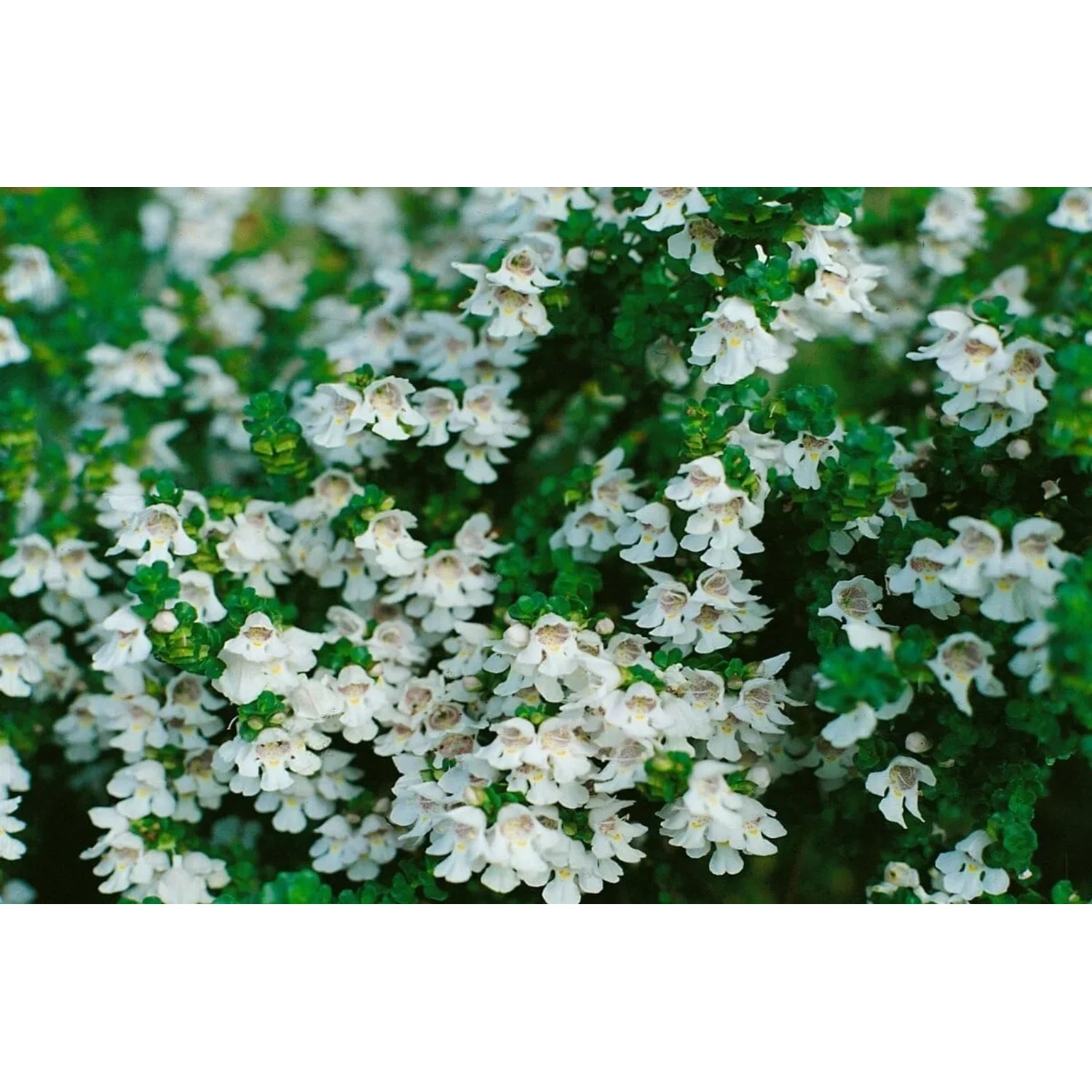 Prostanthera Cuneata Australische Minze Aromatisch 2 Liter Container