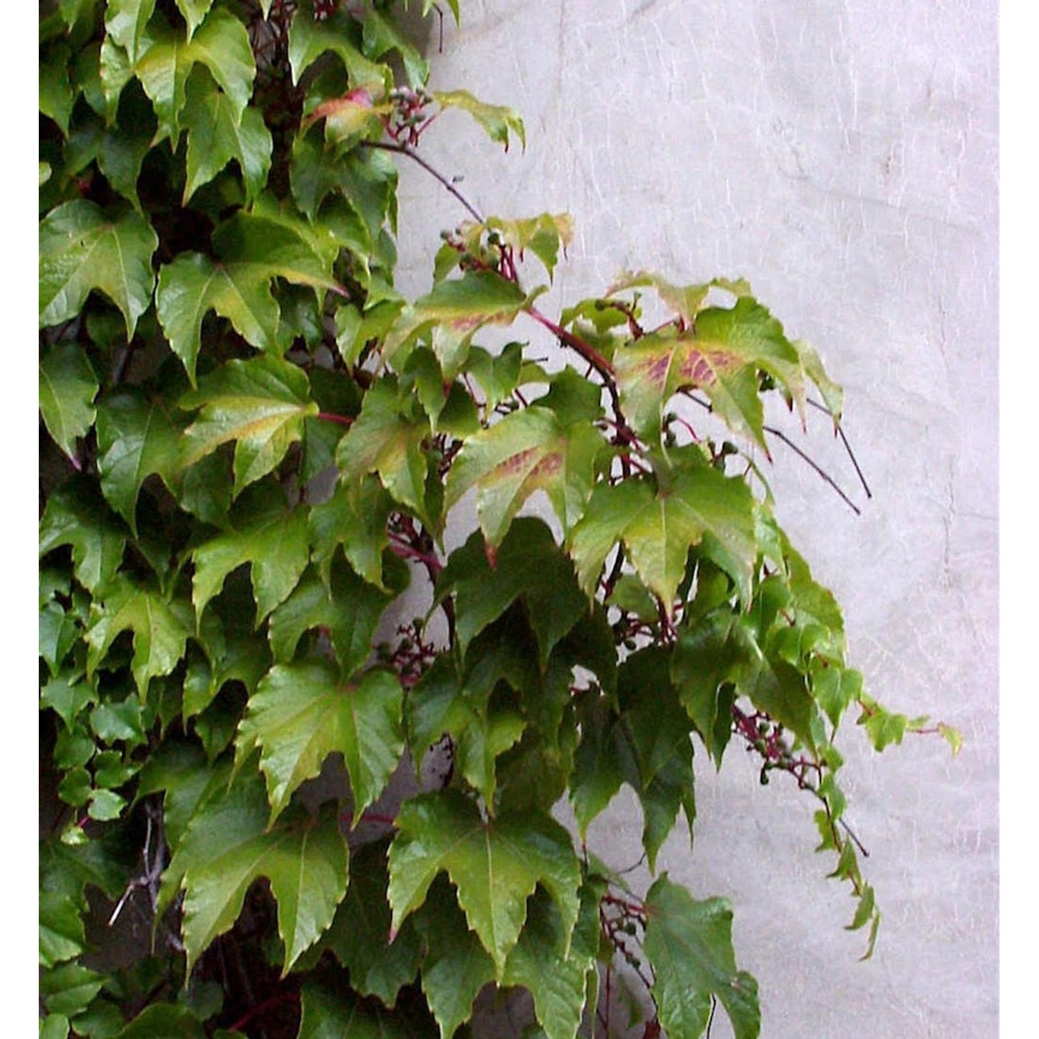 Jungfernrebe 80-100cm - Parthenocissus tricuspidata günstig online kaufen