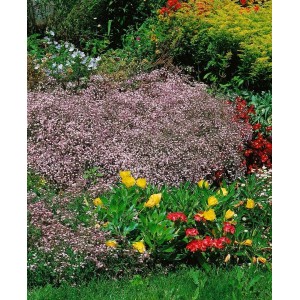 Rosa Rosenschleier Schleierkraut als Bodendecker im Garten, blühend.