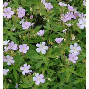 Blühender Storchenschnabel 'Chatto' (Geranium maculatum) mit zarten, hellvioletten Blüten und grünen Blättern.