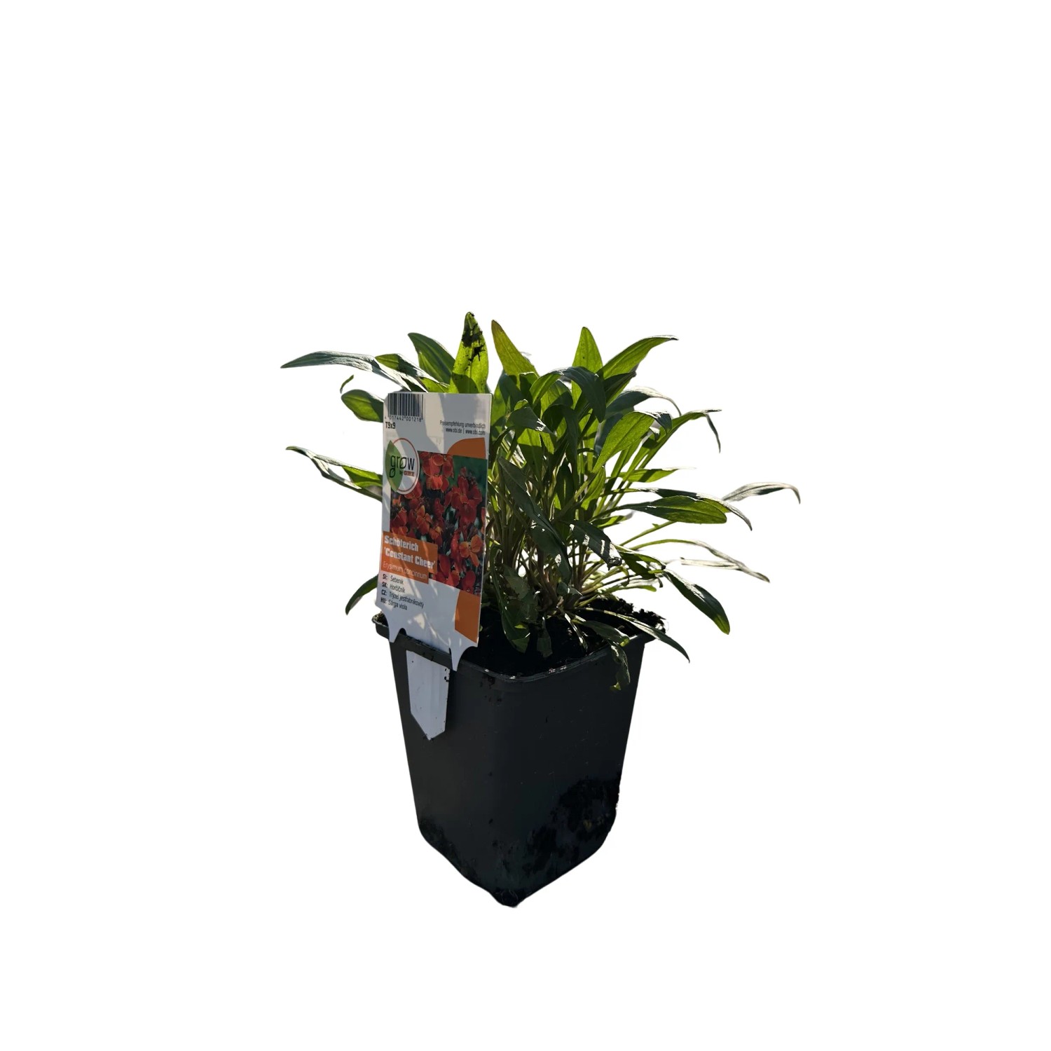 GROW by OBI Goldlack Constant Cheer Rotorange Topf-Ø ca. 9 cm x 9 cm Erysimum