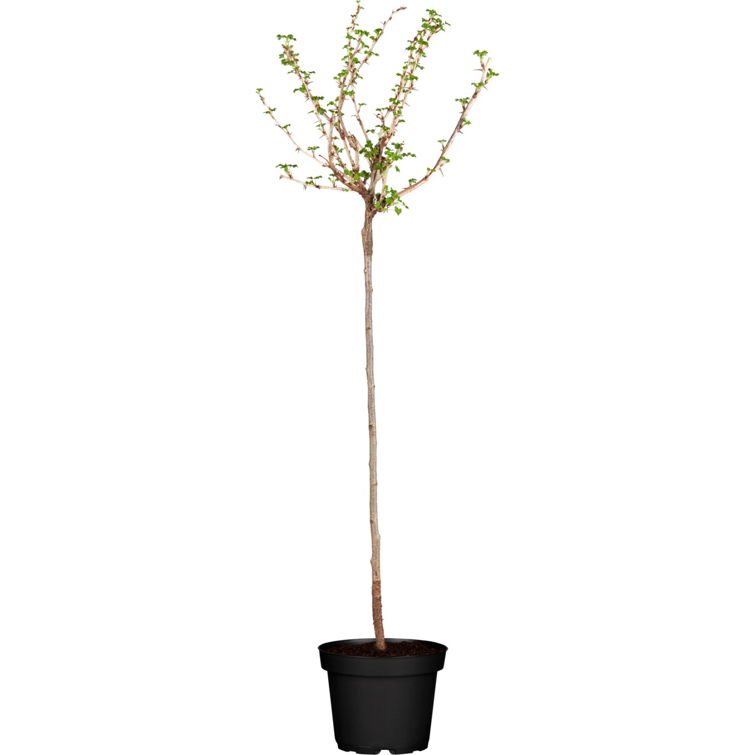 GROW by OBI Bio Stachelbeere Fußstamm Rot Ribes uva-crispa günstig online kaufen