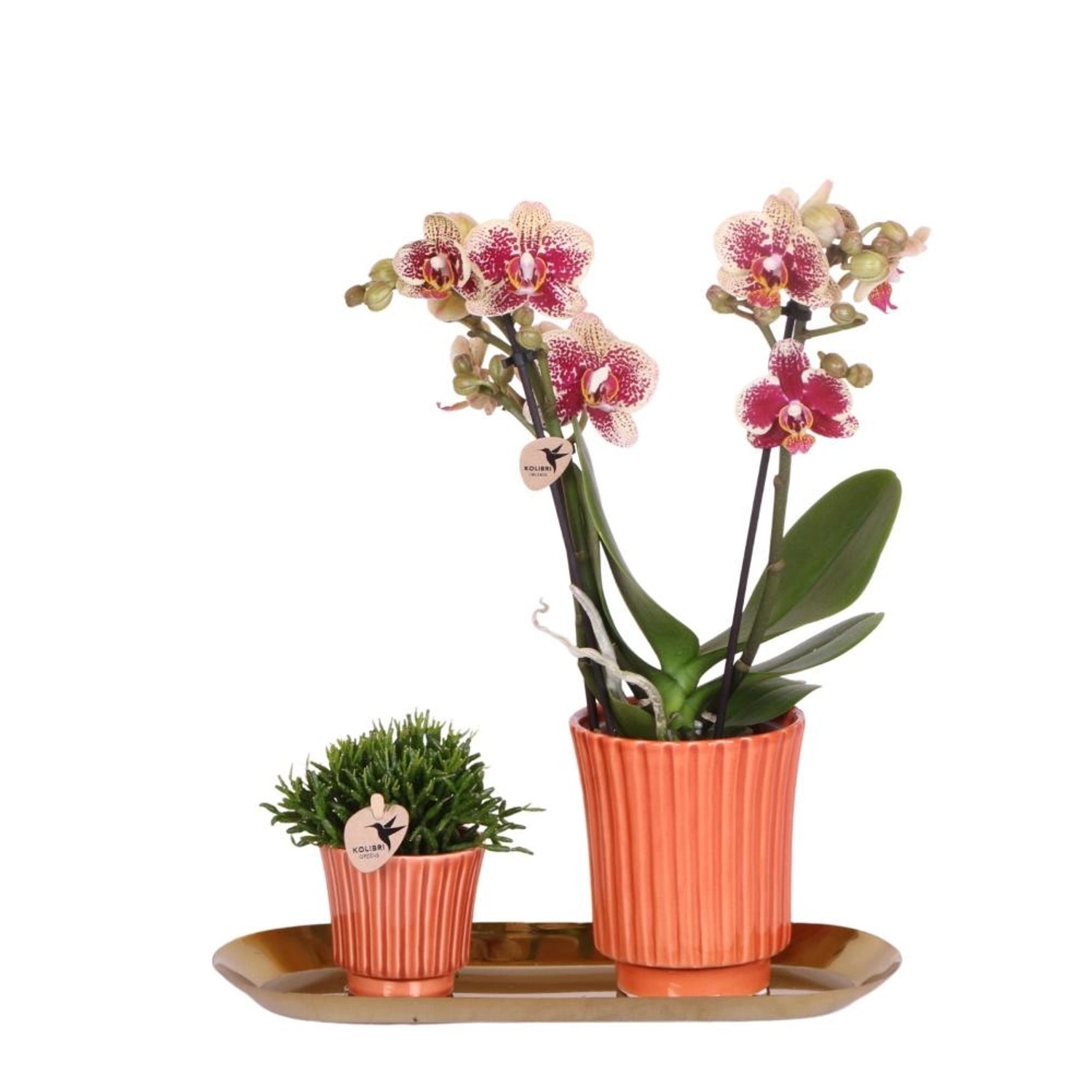 Kolibri Set aus gelber Roter Orchidee & Rhipsalis auf Goldtablett