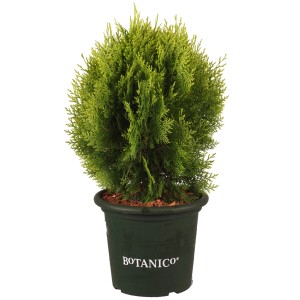 Lebensbaum 'Aurea Nana' im Topf, ca. 30-40 cm hoch, goldgelbes Laub.