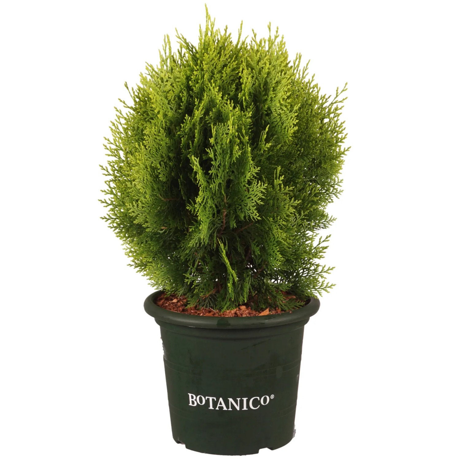 Thuja orientalis 'Aurea Nana' 30-40 cm 3,7 l winterhart immergrn  pflegeleicht kaufen bei OBI
