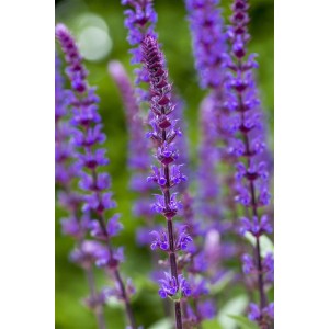 Detailaufnahme des violetten Steppen-Salbei (Salvia Nemorosa Caradonna) im 9x9 cm Topf.