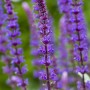 Detailaufnahme des violetten Steppen-Salbei (Salvia Nemorosa Caradonna) im 9x9 cm Topf.