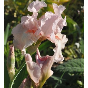 Nahaufnahme einer zartrosa Schwertlilie (Iris barbata 'Vanity') im Gartenbeet.