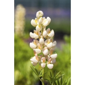 Vielblättrige Lupine 'Kronleuchter' mit cremeweißen Blüten im Topf.