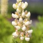 Vielblättrige Lupine 'Kronleuchter' mit cremeweißen Blüten im Topf.