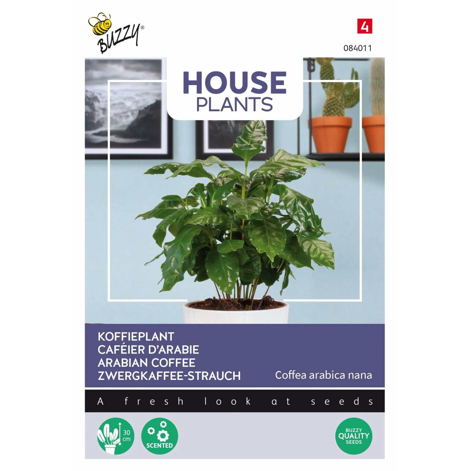 Zwerg-Kaffeepflanze Buzzy House Plants Samen Ca. 15 Samen Für Innenbereich