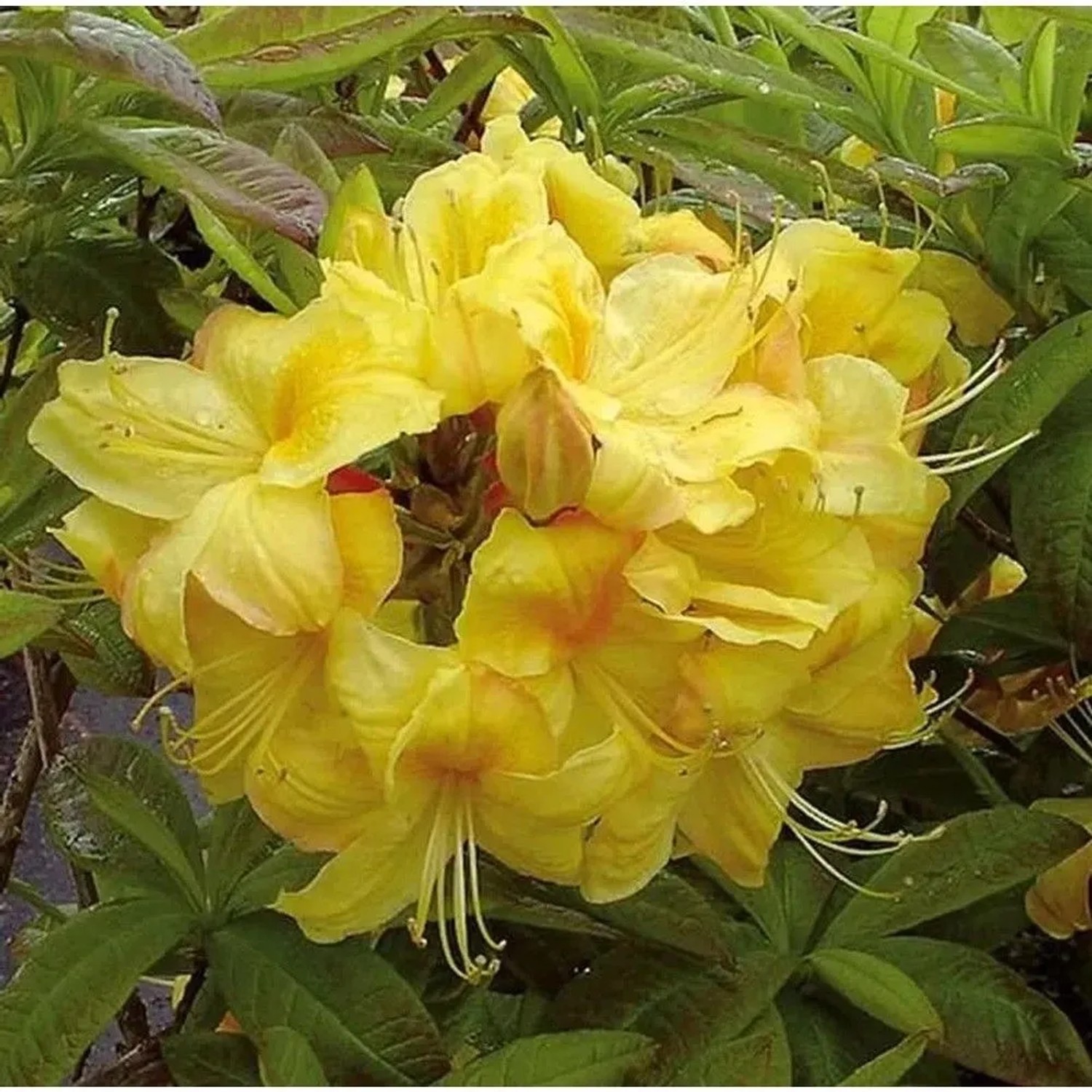 Azalee Golden Sunset 60-70cm - Rhododendron,uteum - Alpenrose