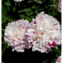 Nahaufnahme der Edelpfingstrose 'Candy Stripe' mit weißen Blüten und pinkfarbenen Streifen.