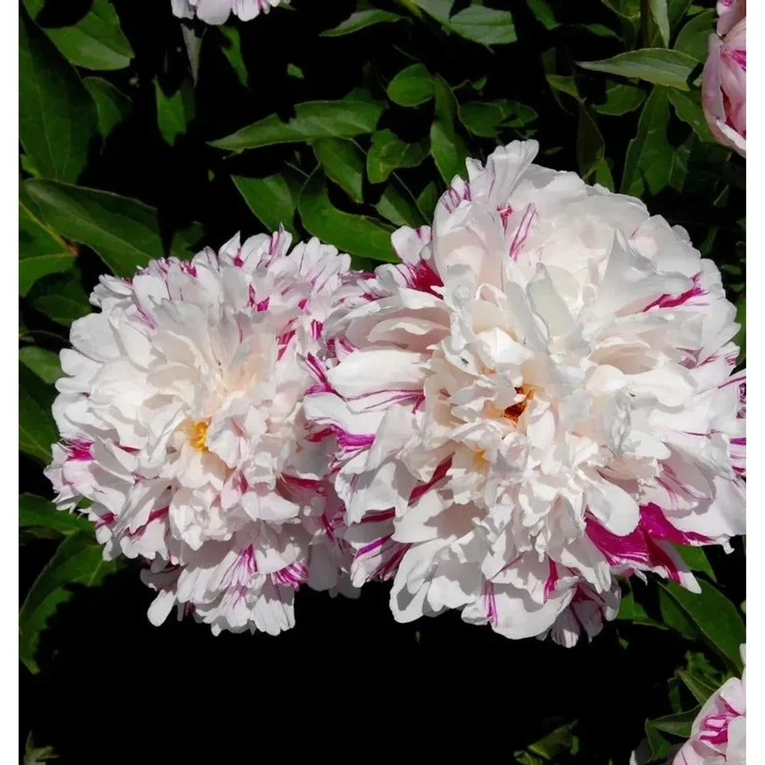 Nahaufnahme der Edelpfingstrose 'Candy Stripe' mit weißen Blüten und pinkfarbenen Streifen.