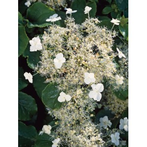 Blühende, weiße OBI Kletterhortensie (Hydrangea petiolaris) mit grünen Blättern.
