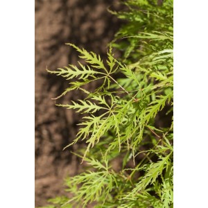 Detailaufnahme: Grüner Fächerahorn (Acer Palmatum Dissectum Viridis) mit filigranen Blättern.